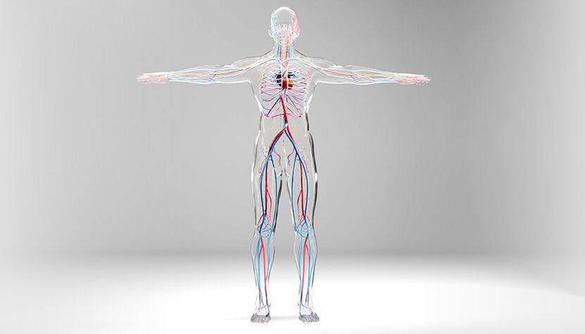système circulatoire artériel et veineux humain